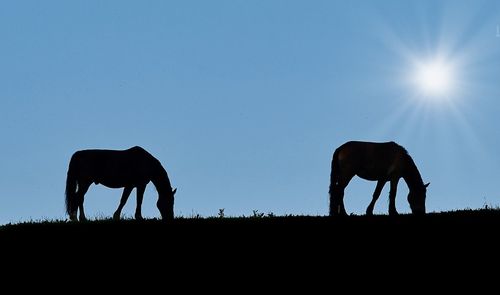 Silhouette horse grazing on field against sky