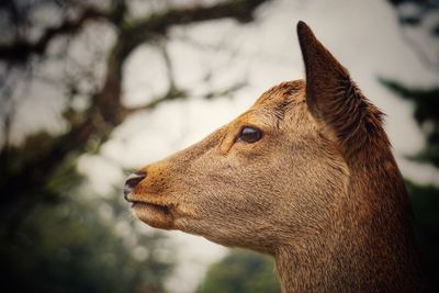 Close-up of giraffe against blurred background