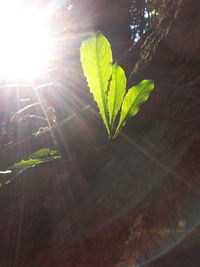 Close-up of leaves against sunlight