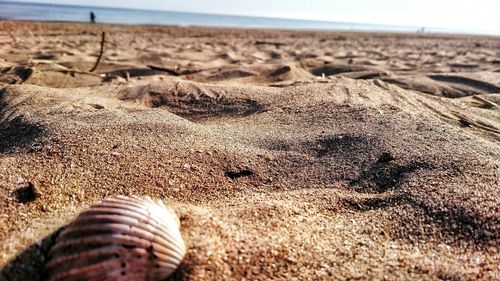 Close-up of shells on sand