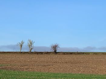 Bare trees on field against sky