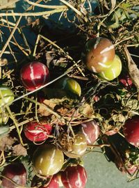 Close-up of red fruit