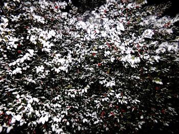 Full frame shot of flowers