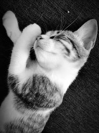 Close-up of cat sleeping on sofa