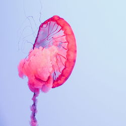 Close-up of pink jellyfish