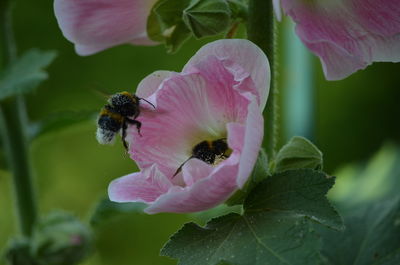 Close-up of bee on pink flower