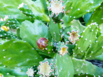 Close-up of wet flowering plant