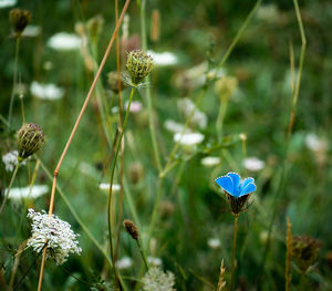 Close-up of blue flower on field