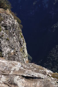 Close-up of cliff by tree