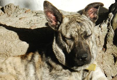 Close-up portrait of dog resting outdoors