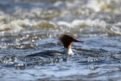 Bird swimming in lake
