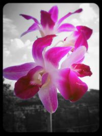 Close-up of pink flower