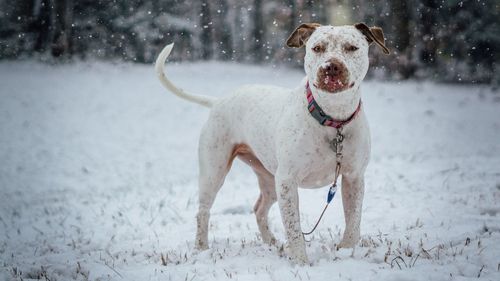 Dog running on snow