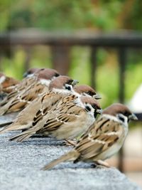 Close-up of birds perching outdoors