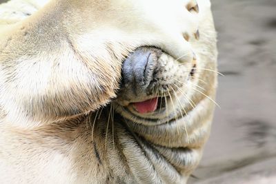 Close-up of a dog