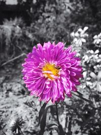 Close-up of pink flower