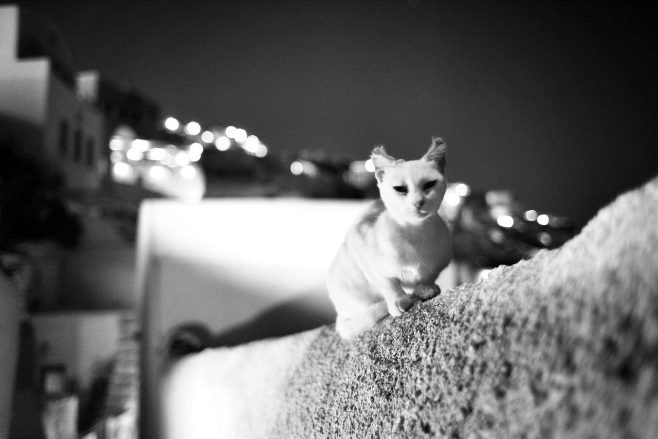 animal themes, focus on foreground, one animal, selective focus, domestic animals, pets, mammal, domestic cat, close-up, indoors, sitting, no people, incidental people, cat, day, built structure, white color, portrait, looking at camera