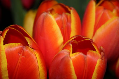 Close-up of red tulips