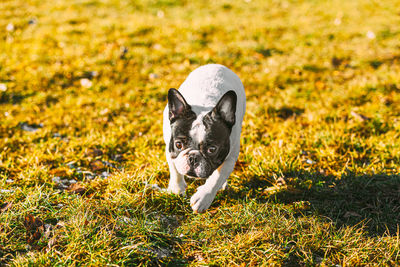 Portrait of dog on field