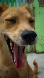 Close-up of dog sticking out tongue