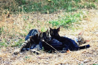 Black cat lying on grass