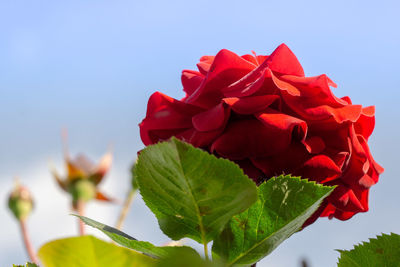 Close-up of red rose plant against sky