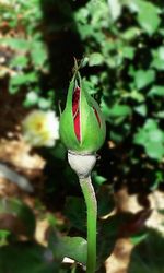 Close-up of lotus bud growing outdoors