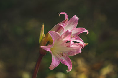 Close-up of pink rose flower