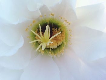 Close-up of flower