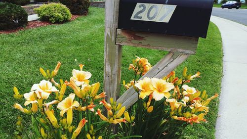 Close-up of flowers blooming in field