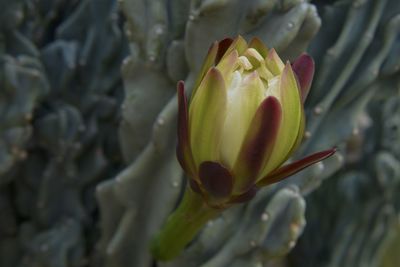 Close-up of flowering plant