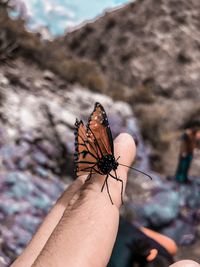 Close-up of butterfly on hand