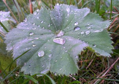 Close-up of water drops on flower