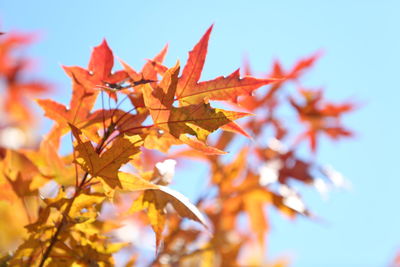 Low angle view of maple leaves against sky