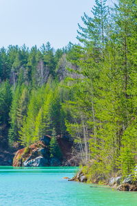 Scenic view of trees against clear sky