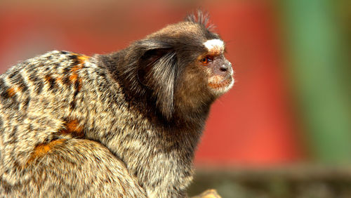 Close-up of a monkey looking away