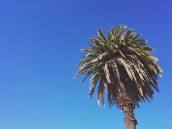 Low angle view of palm tree against clear blue sky