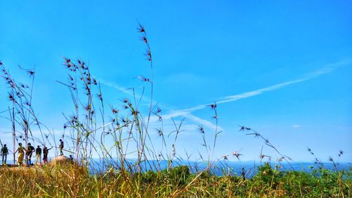 Plants growing on land against blue sky