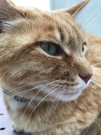 Close-up of a cat looking away