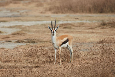 Squirrel standing in a field