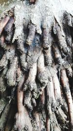 Full frame shot of tree trunk