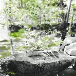 Close-up of plant growing on rock