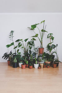 Potted plants indoors