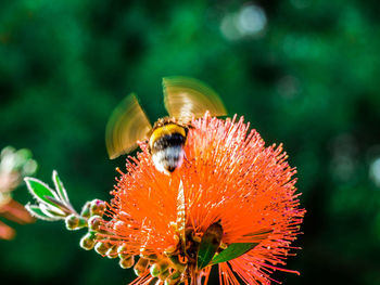 Close-up of bee pollinating on flower