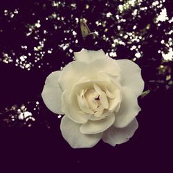 Close-up of white rose blooming outdoors