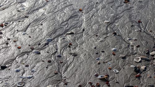 Full frame shells on beach low tide