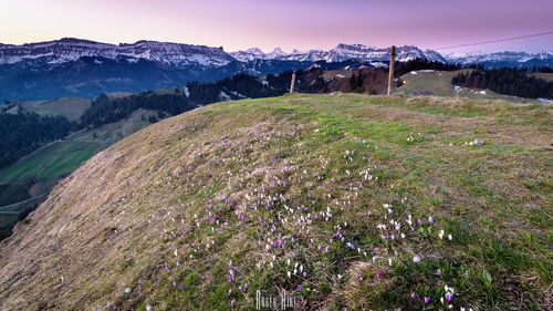 Scenic view of grassy field against sky