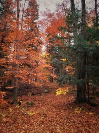 Trees in forest during autumn