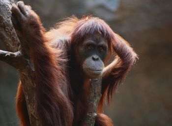 Close-up of orangutan on tree