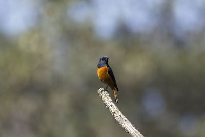 Close-up of bird perching on a branch